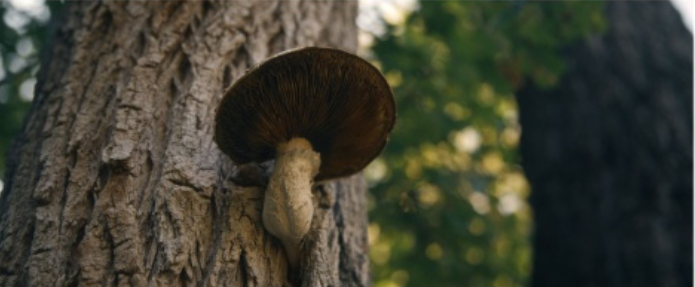 Regenerating Soil with Mushrooms Part 1: Screening Peaks to Prairie: A Holistic Regenerative Approach