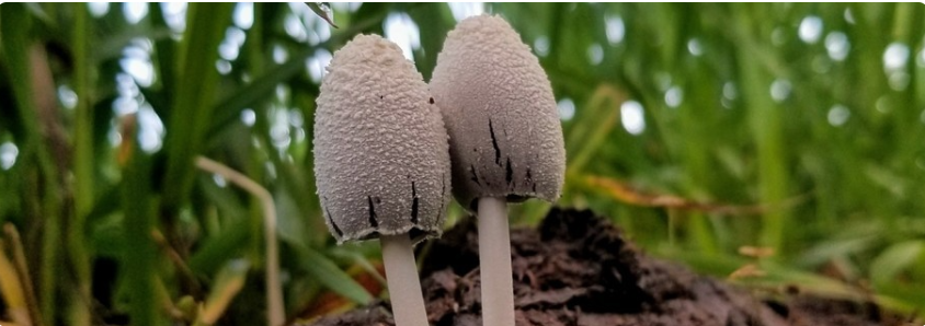 Out in Nature: Mushroom Fairies and Moss Magic (LGBTQIA2+)