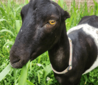 Recovery and Wellness Series: The Goats of Growing Gardens