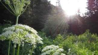 Bear Root, Buffalo, and Medicines of Rematriation