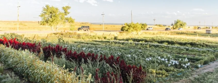 Drylands Agroecology Research: Yellow Barn Farm Volunteer Days