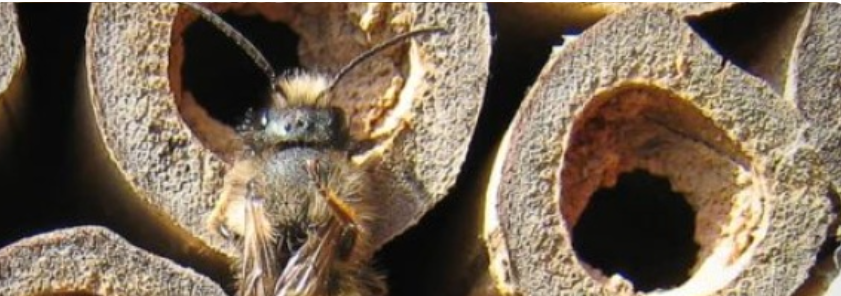 Build a Native Bee House