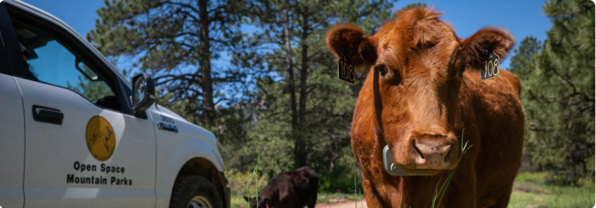 Ecosystem Health and Resilience Series: Cattle Grazing and Reducing Wildfire Fuels