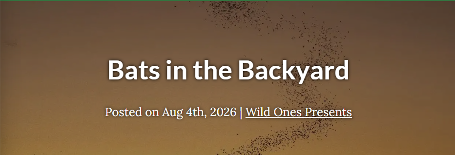 Bats in the Backyard with Bat Conservation International - Wild Ones National Webinar