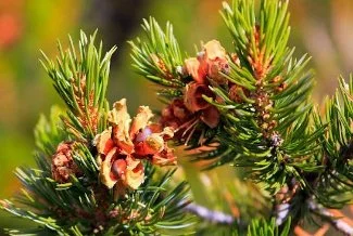 Indigenous Nourishment: Chia, Piñon, and Serviceberry