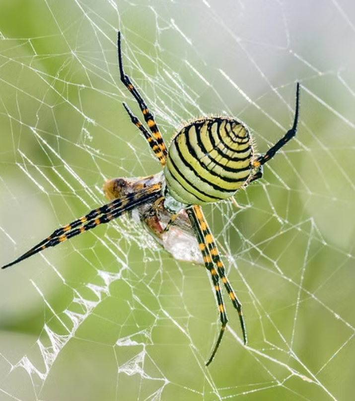 No Tricks, Just Treats: Why Spiders Belong in Your Garden