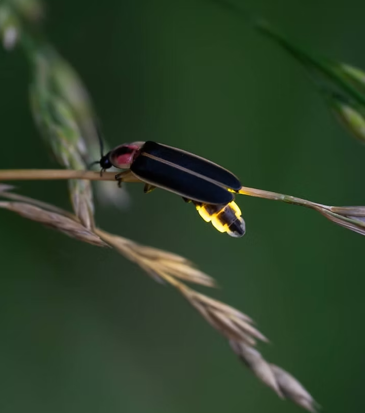 Virtual Firefly Symposium 2026: Science, Conservation, and Education