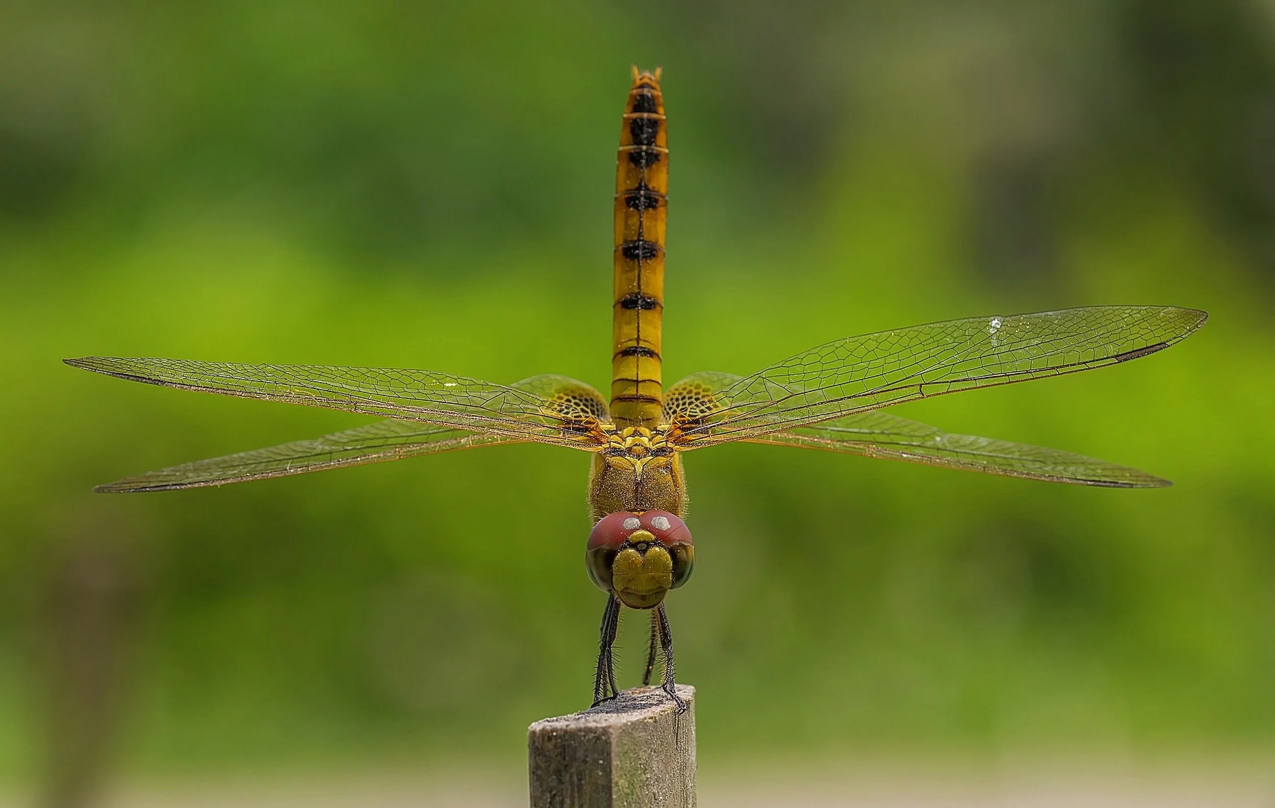 Grid4_Acrobatic_Dragonfly (1).jpeg