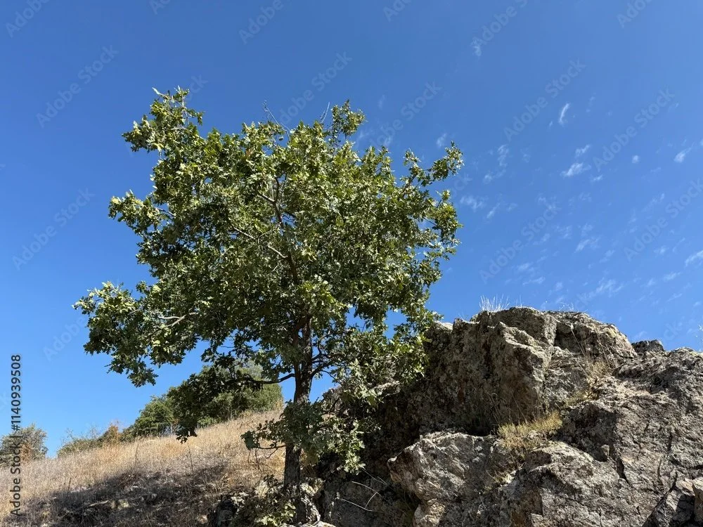 Gambel Oak on a cliff side