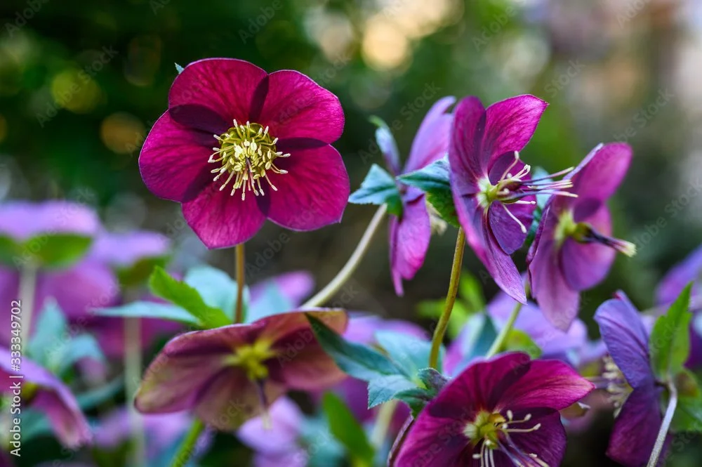 Lenten Rose image