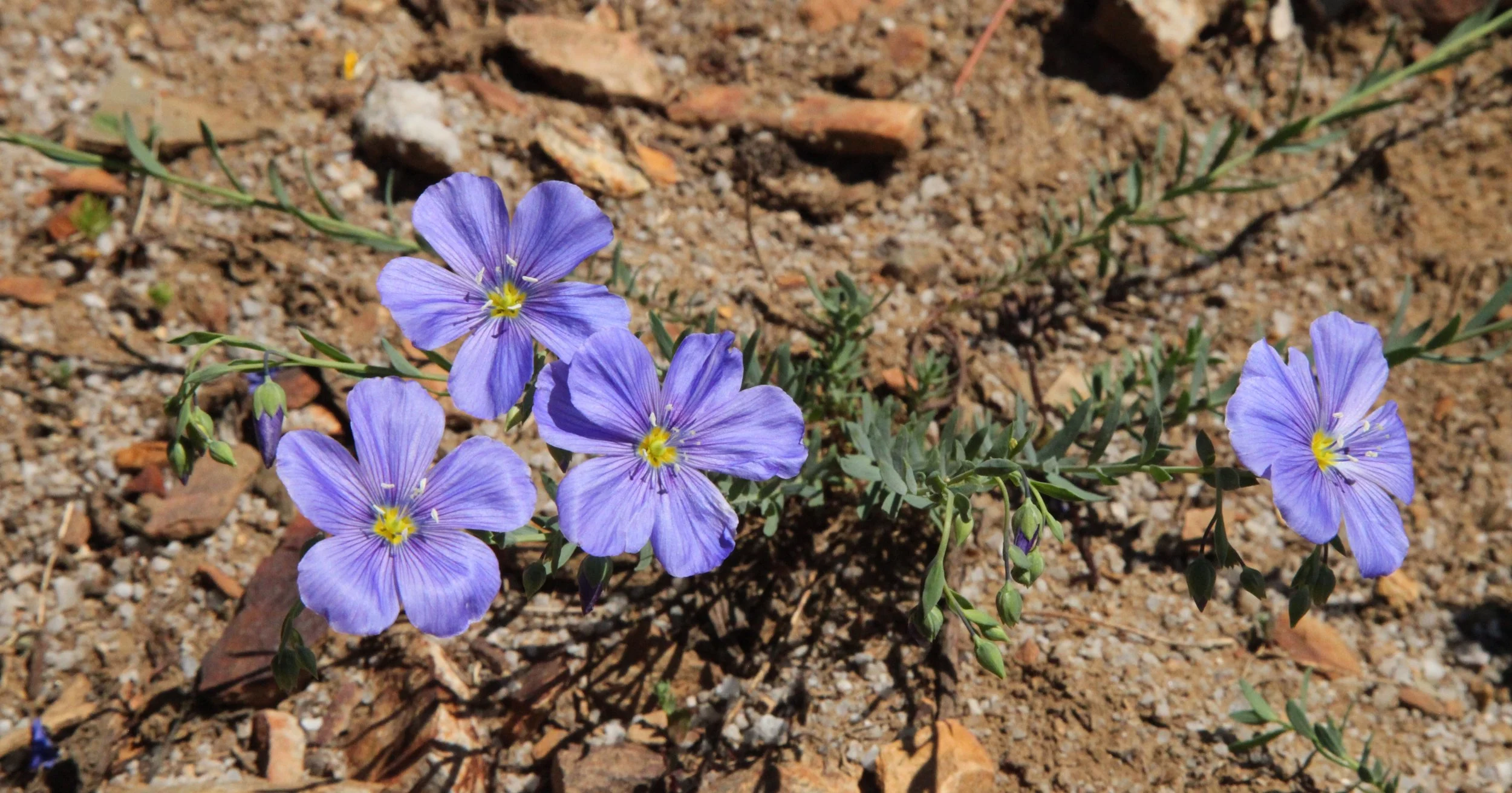 Native Blue Flax