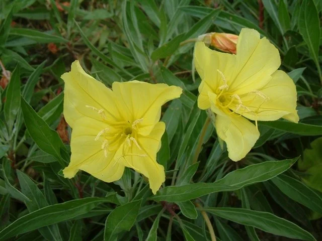 yellow flowering plant 