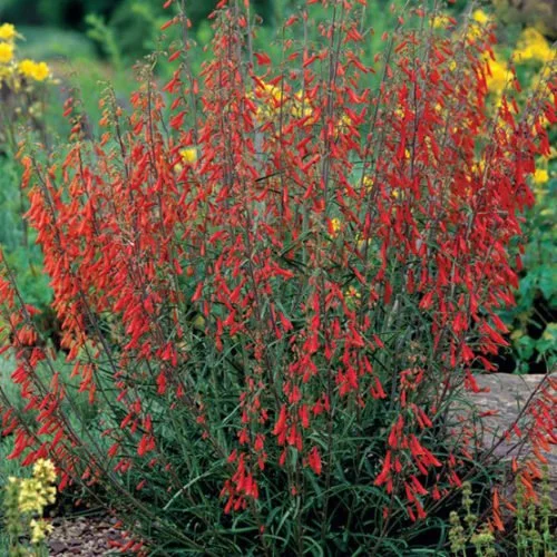 red flowering plant 