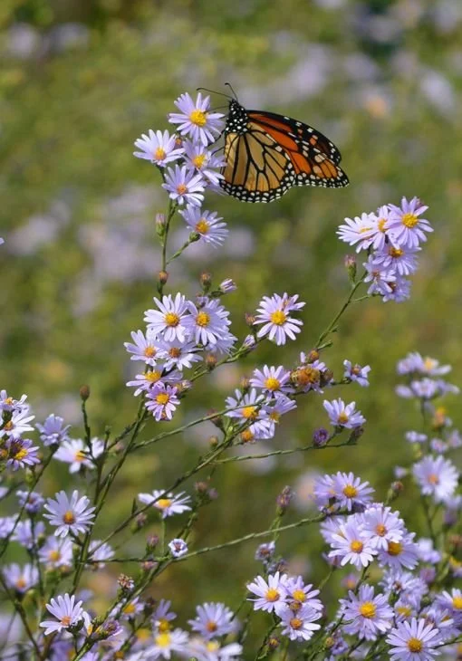 purple flowering plant with a butterfly on it