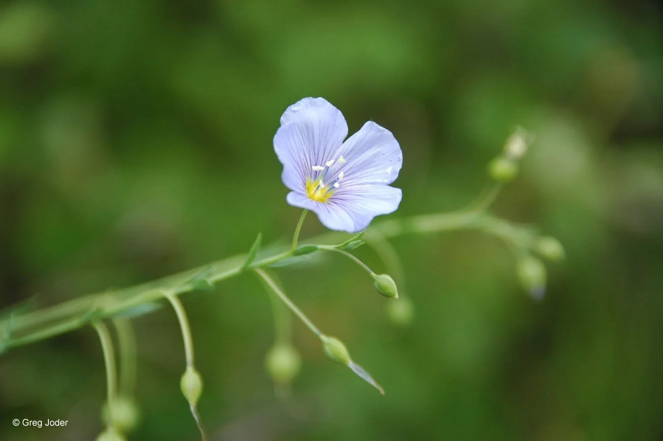 A close up photo of a blue flax flower