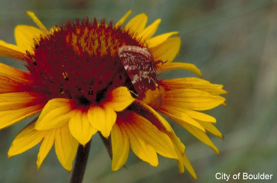 A moth blending in with a yellow and red flower
