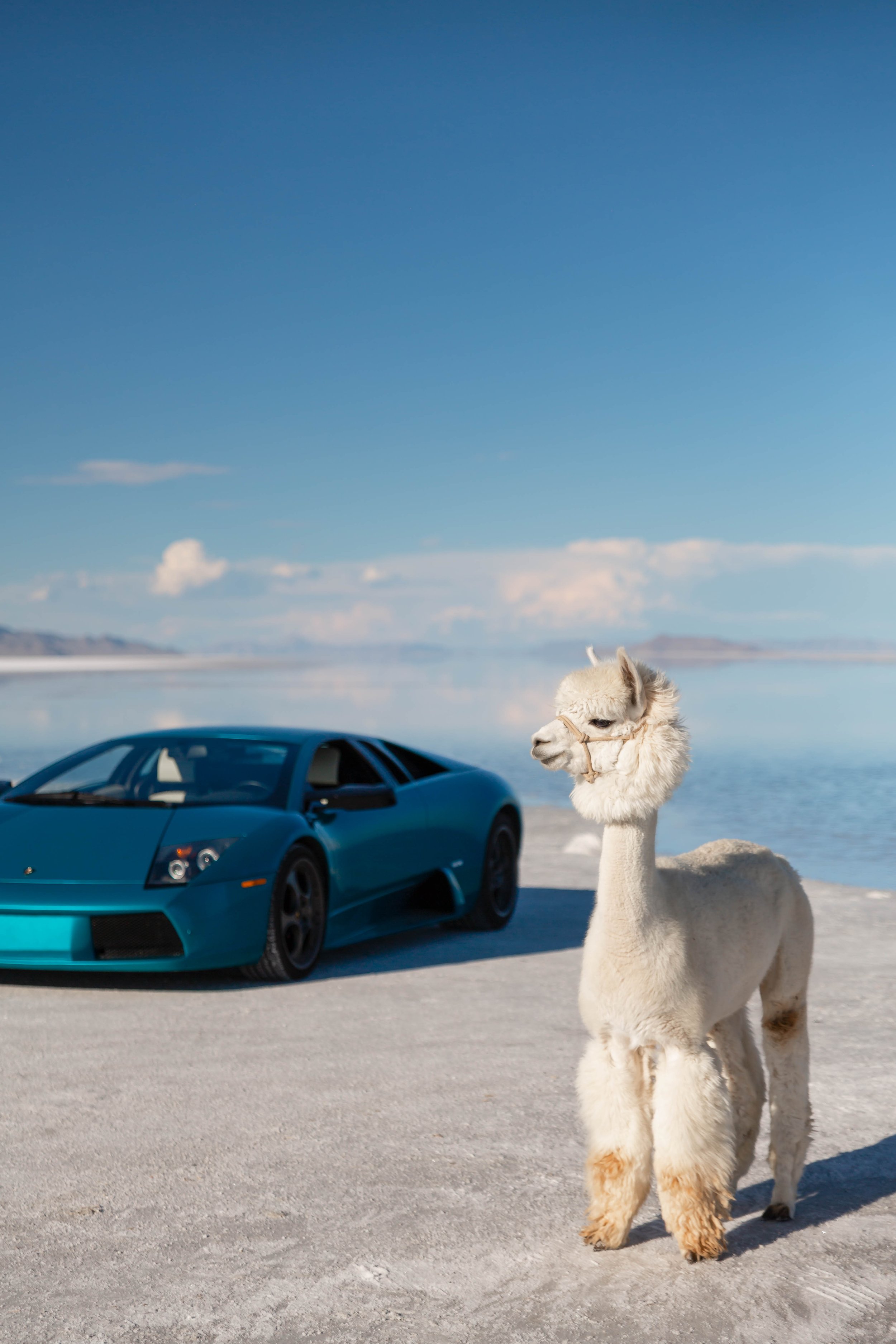 stradman-lambo-alpacas-13.jpg