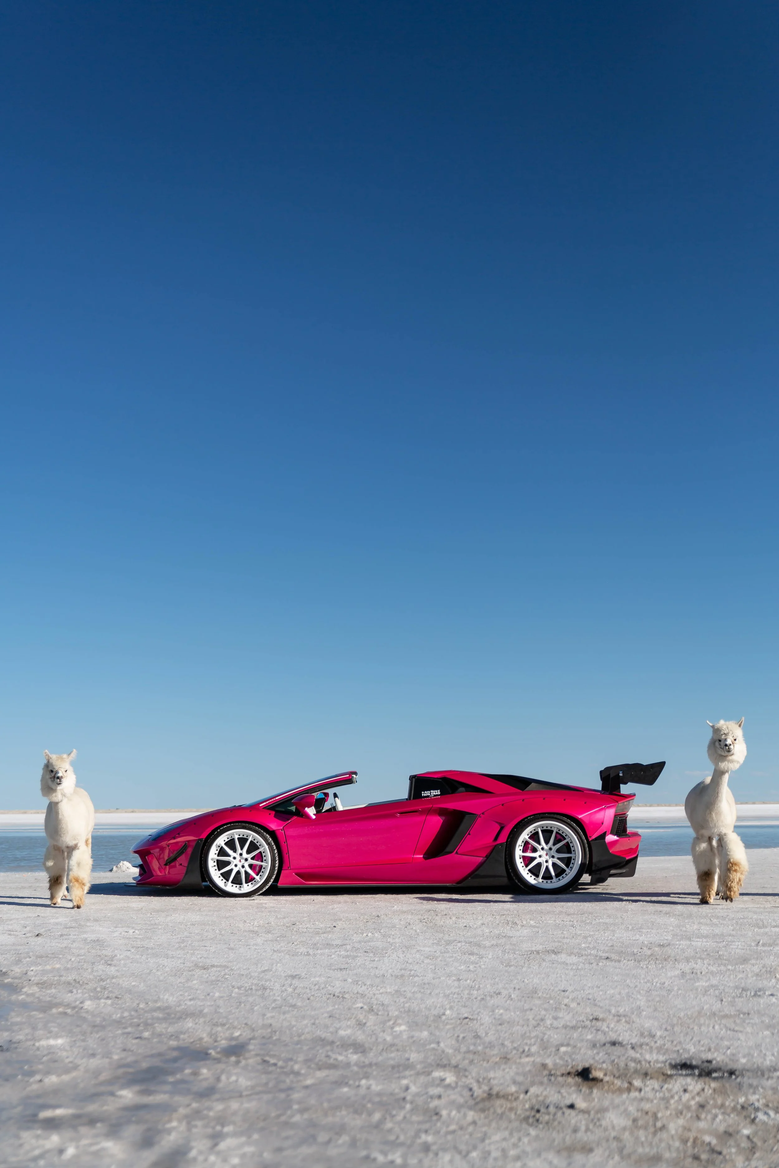 stradman-lambo-alpacas-6.jpg