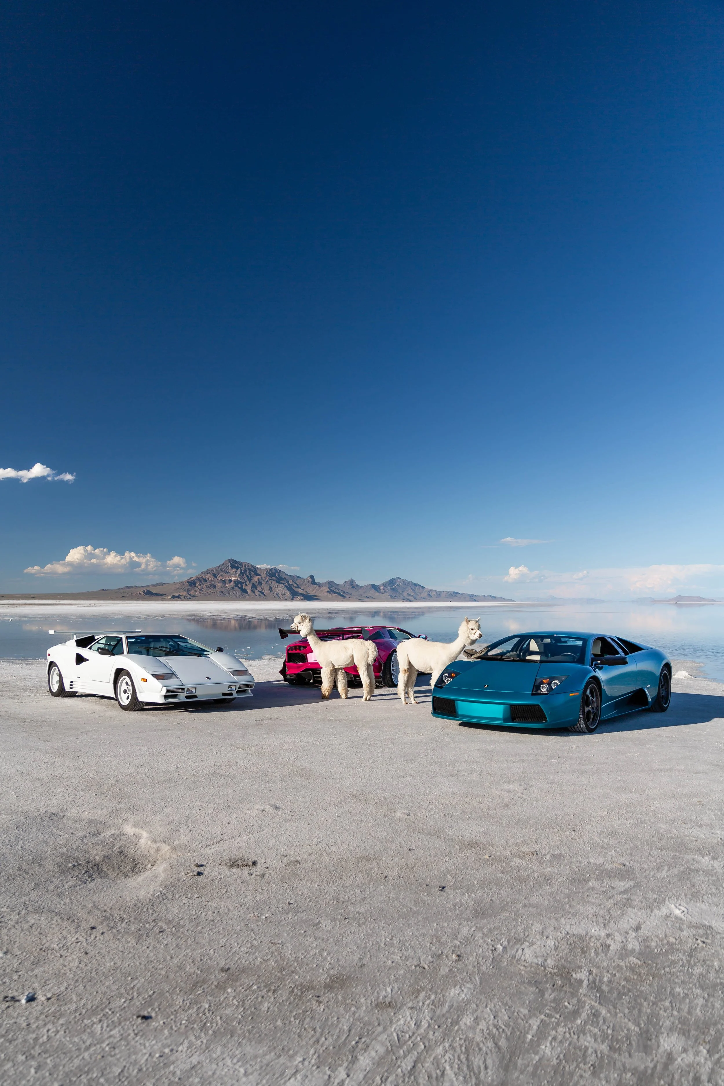stradman-lambo-alpacas-15.jpg