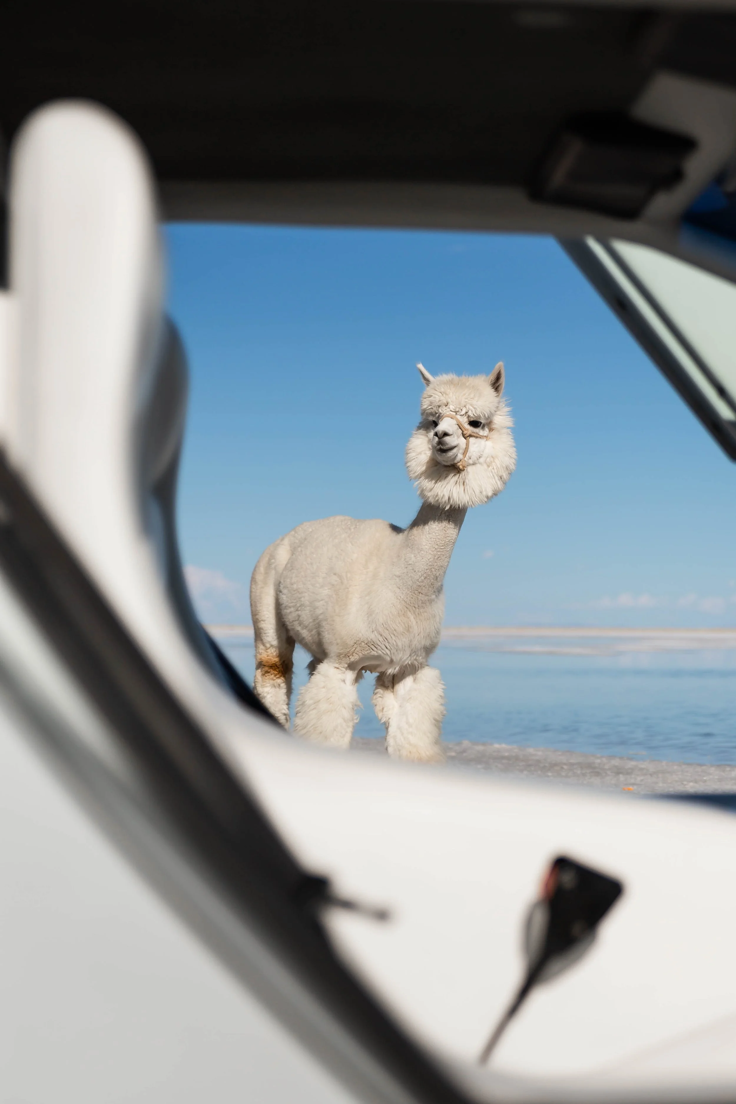stradman-lambo-alpacas-16.jpg
