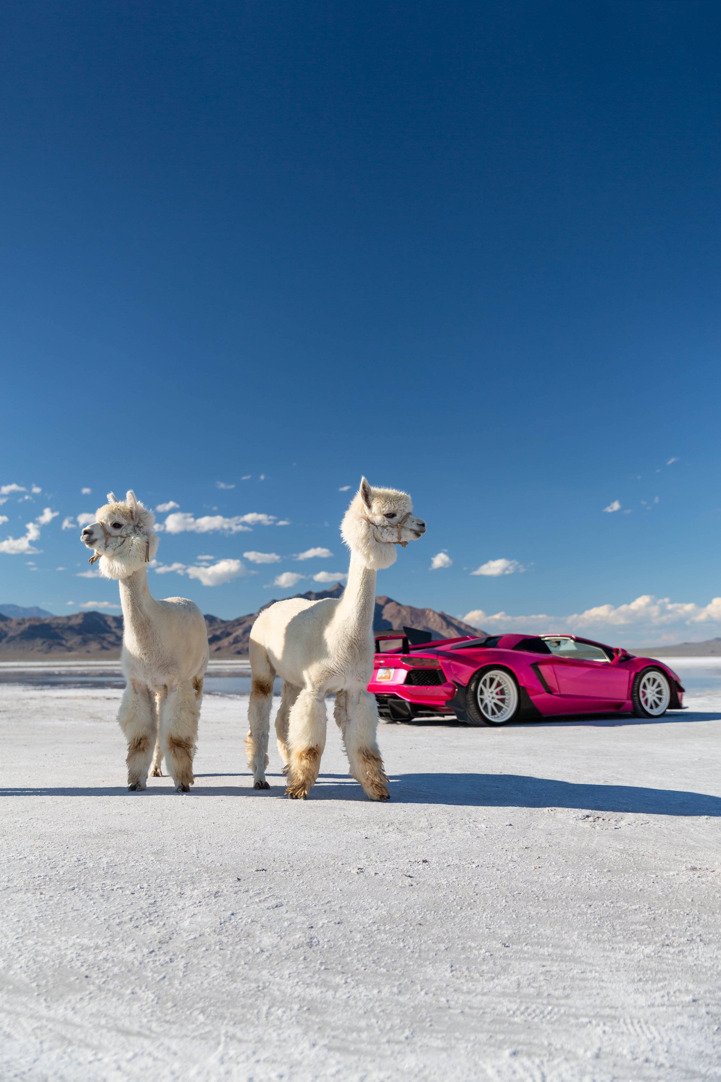 stradman-lambo-alpacas-11.jpg
