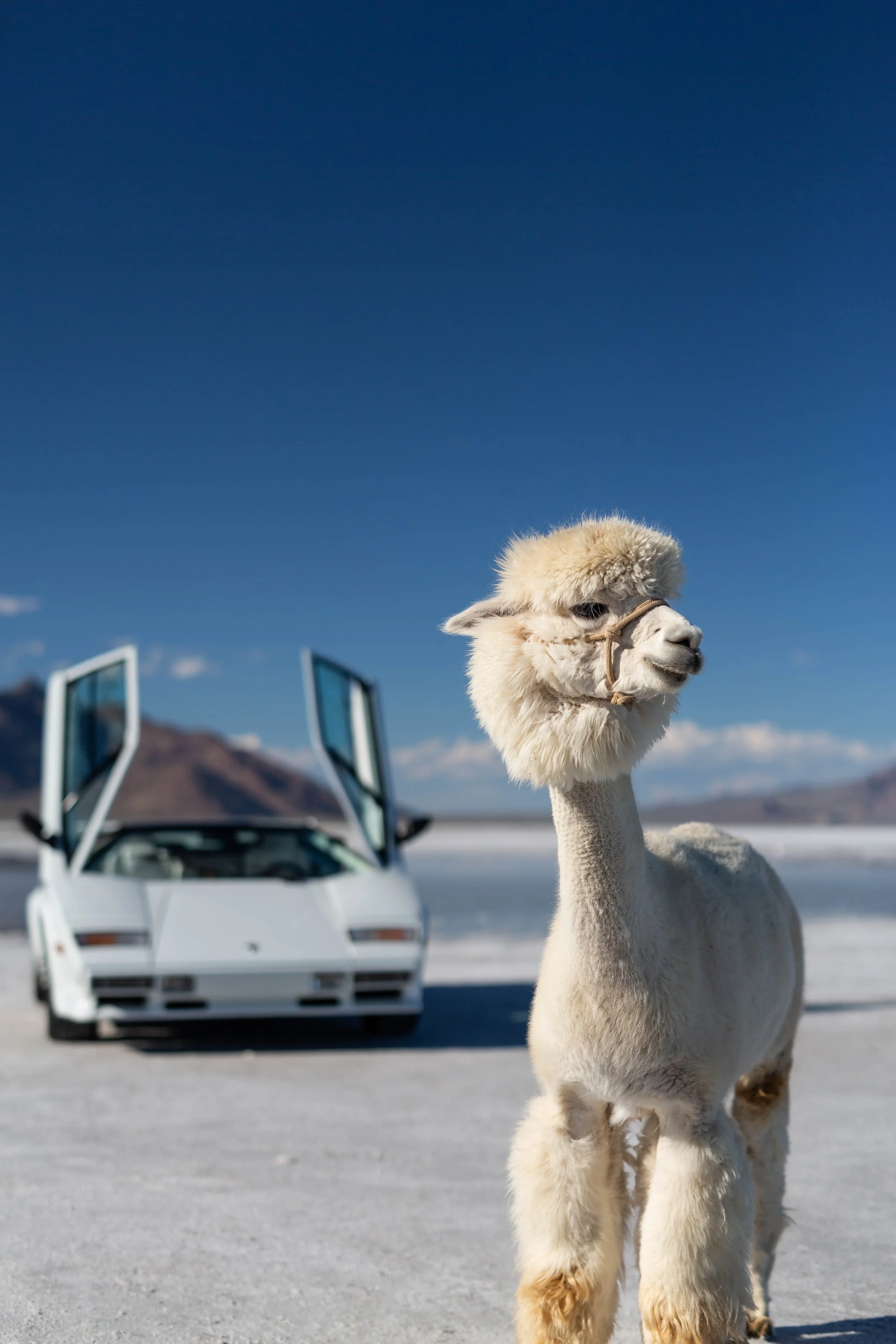stradman-lambo-alpacas-3.jpg