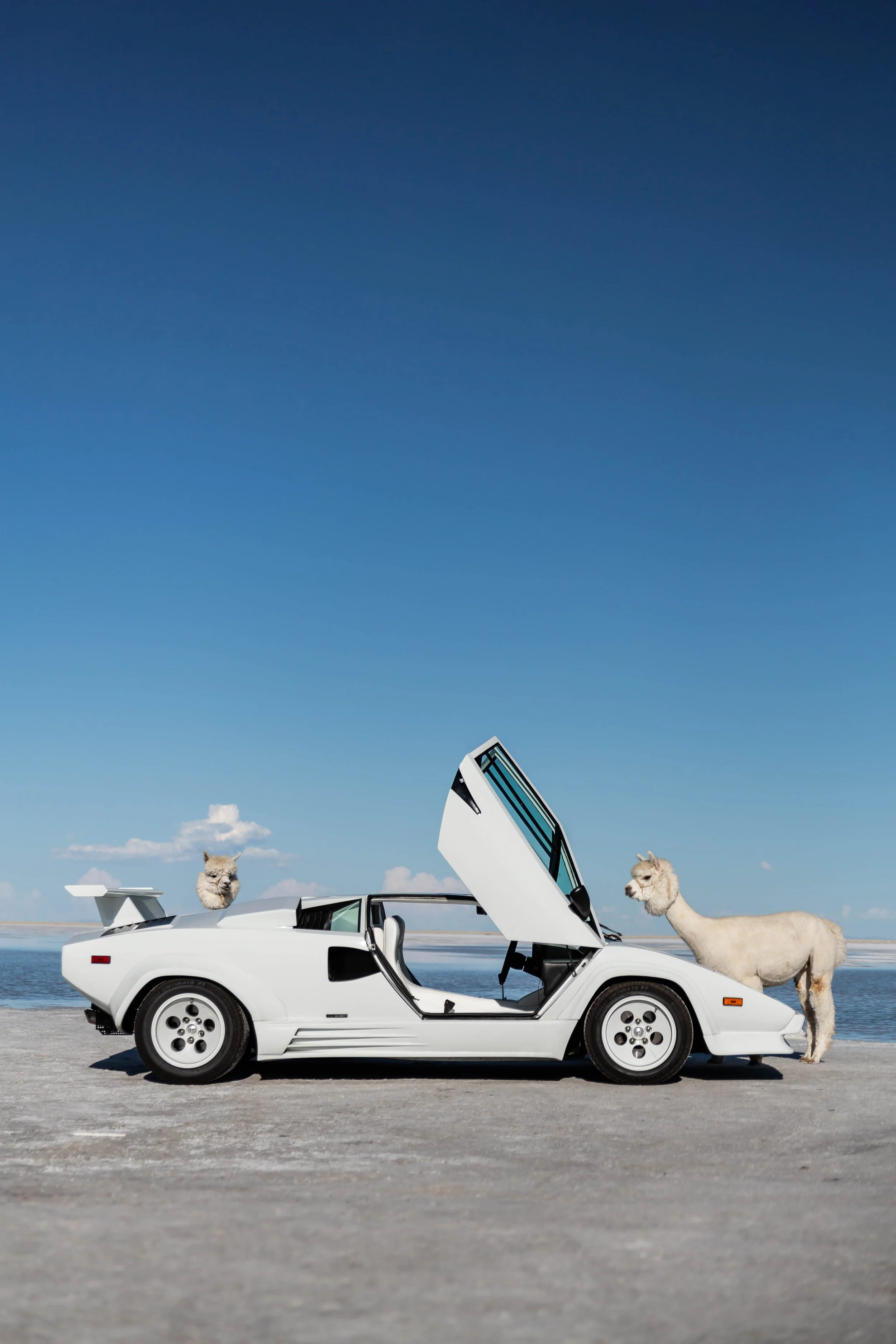 stradman-lambo-alpacas-7.jpg