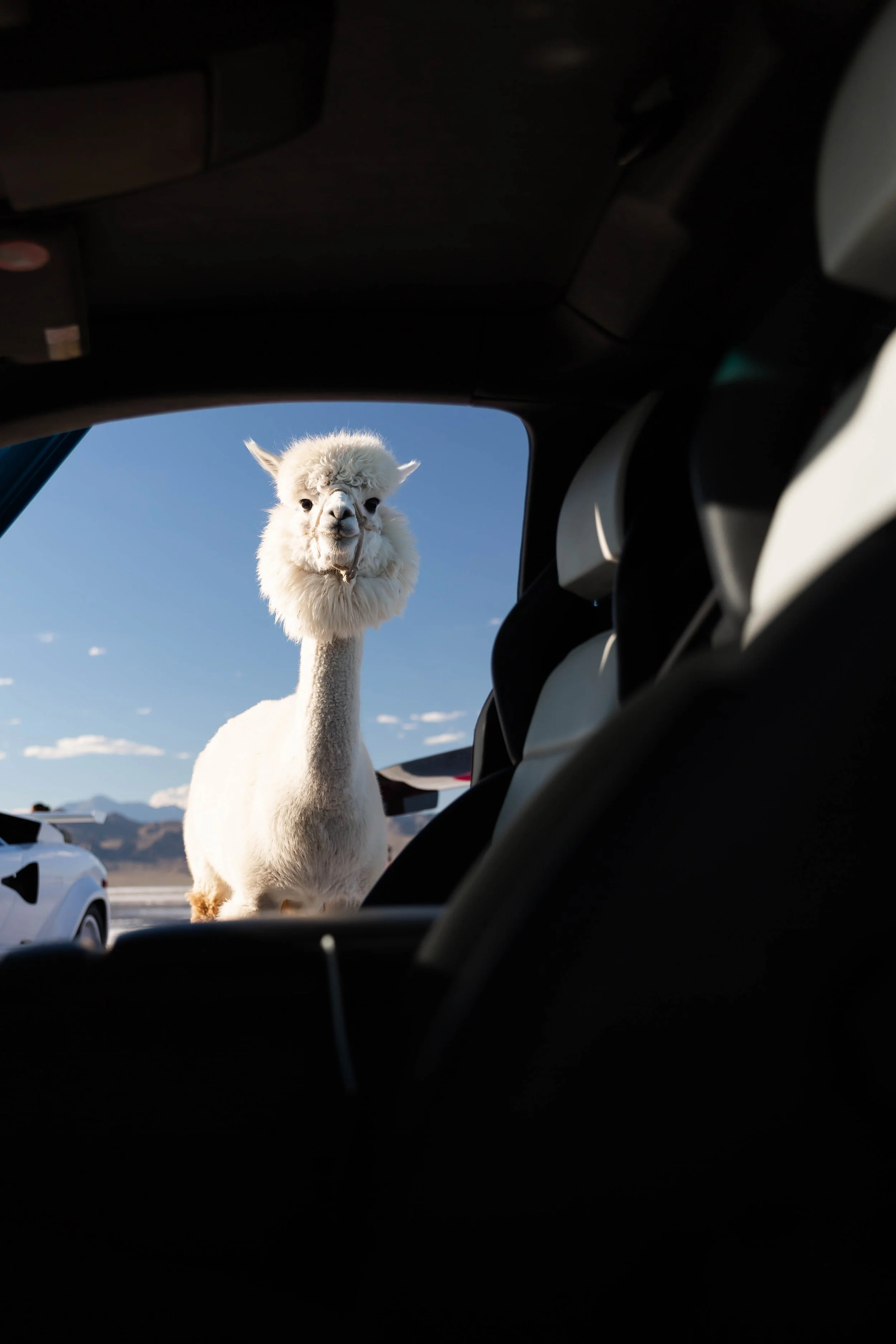 stradman-lambo-alpacas-9.jpg