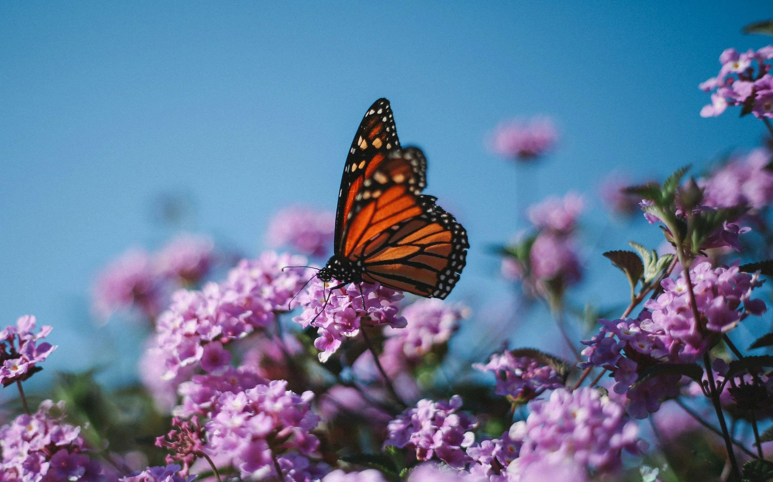 Start a Pollinator Garden to Teach Kids Valuable Skills