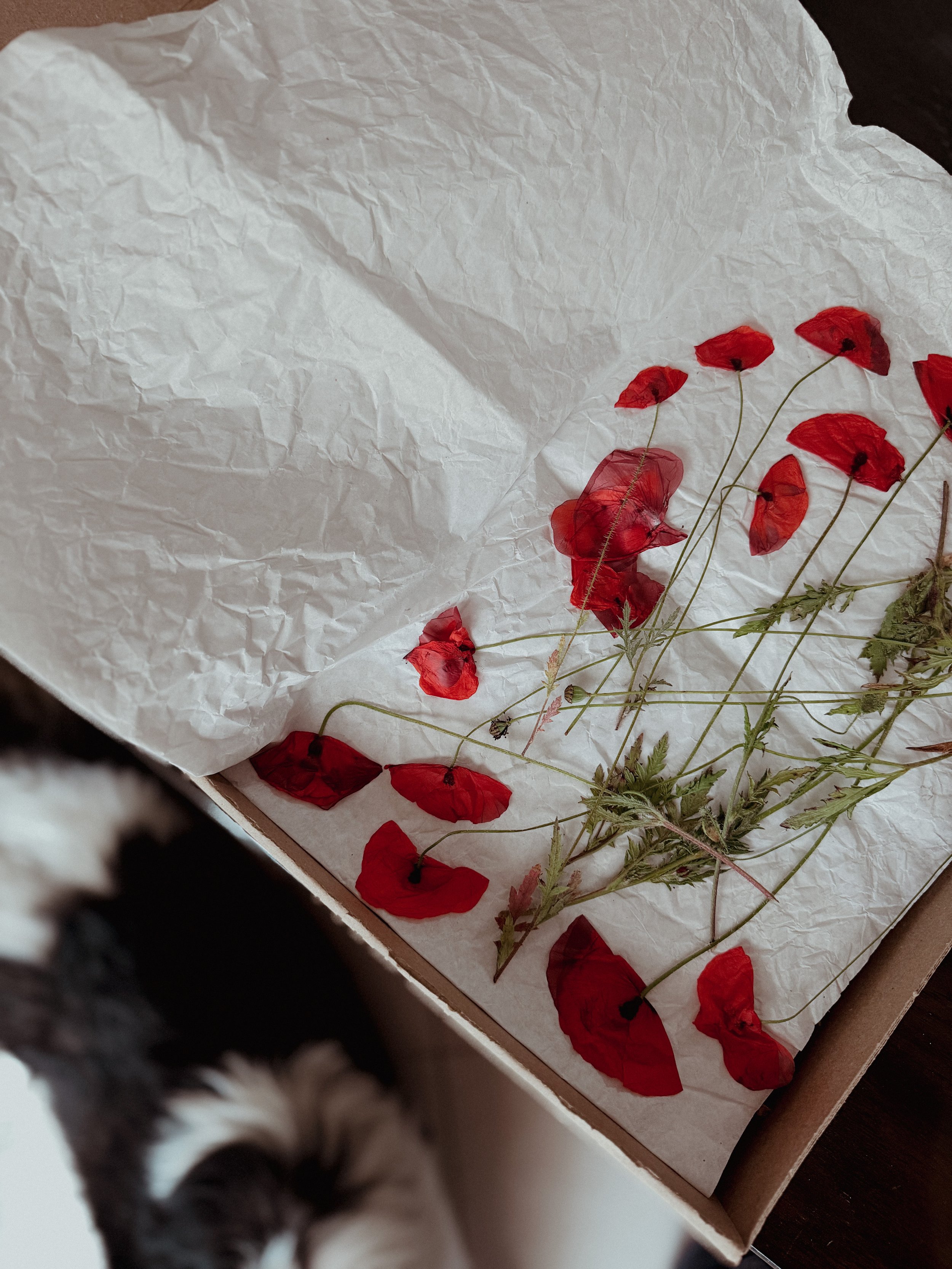 How Pressing Botanicals Helped Me Find My Way Back to Slowness