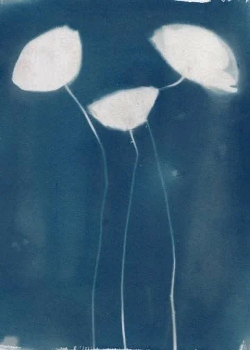 Original_PoppiesSpring2024_014.jpg