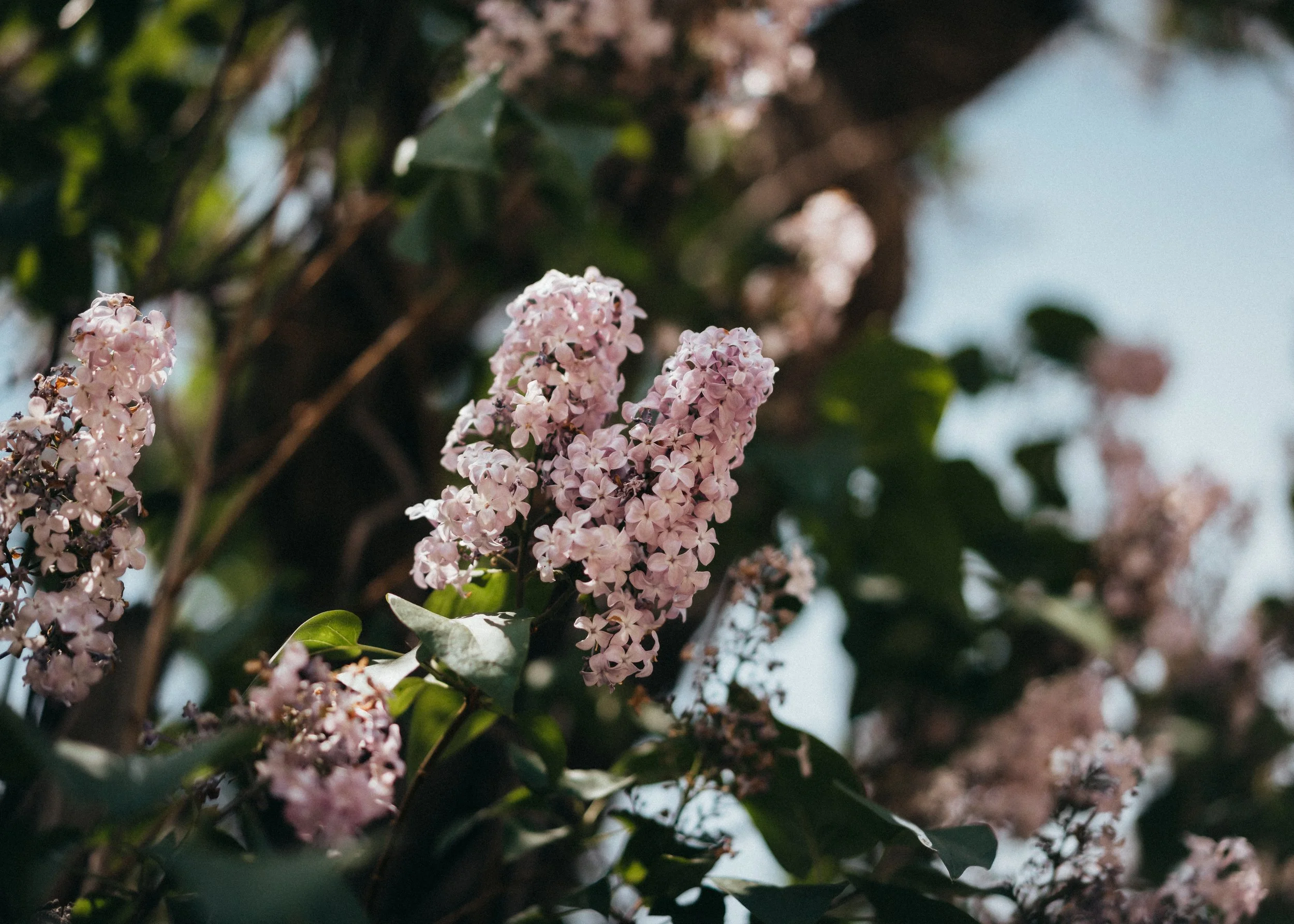 A7400963.jpg