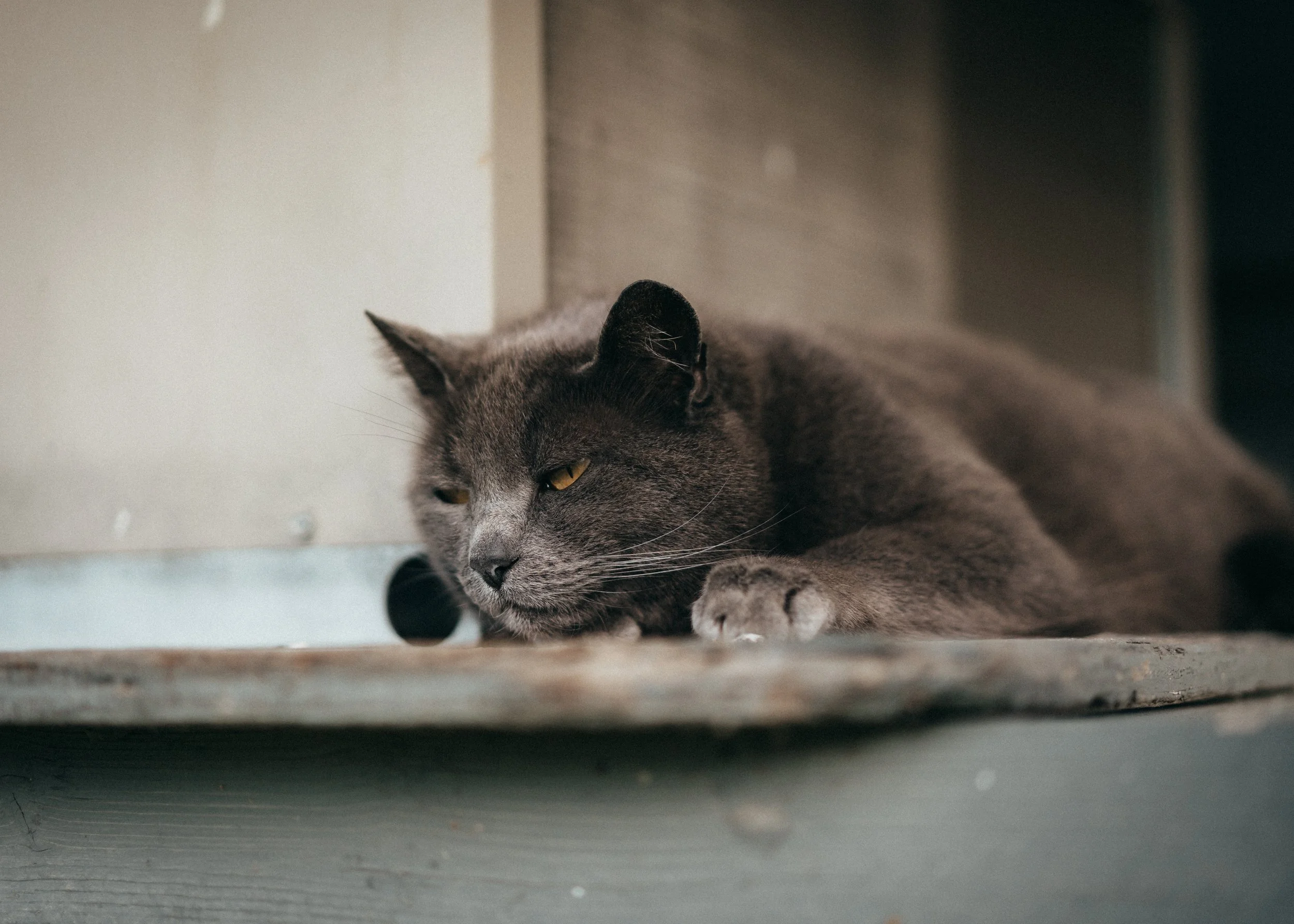 A7400817.jpg
