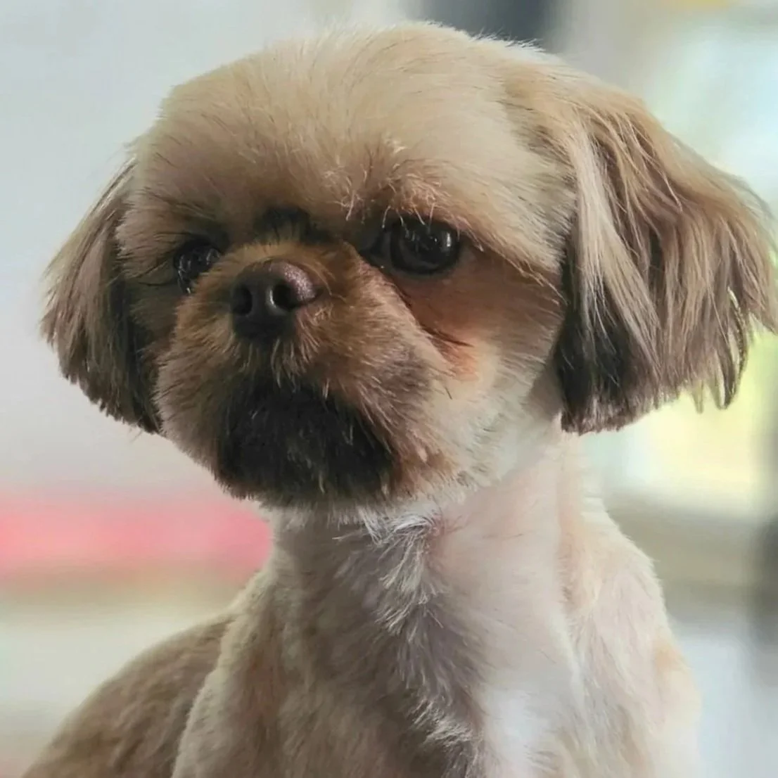 Close-up of a small dog with tan fur and dark eyes.