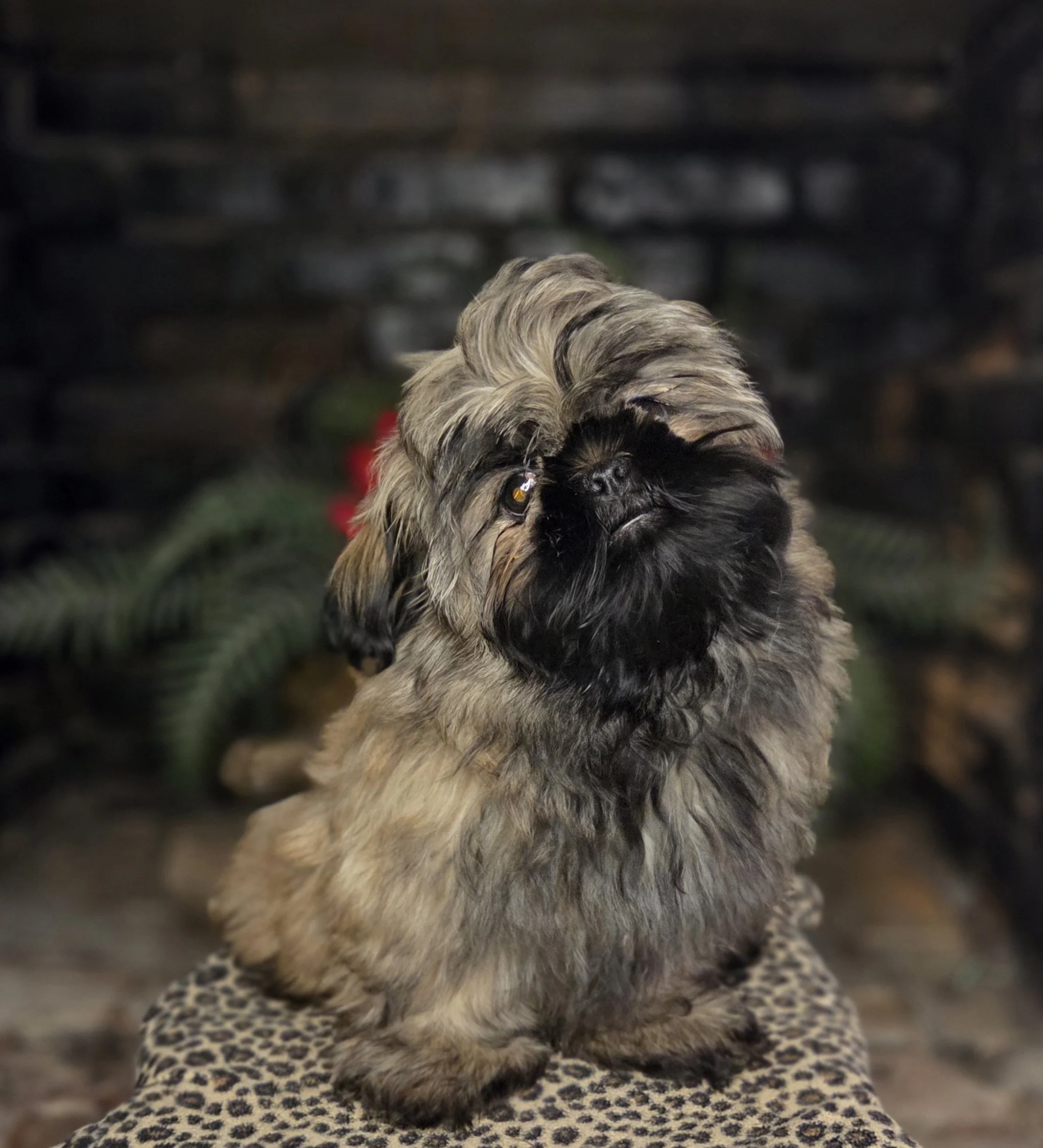 What is a Brindle Shih Tzu?                         Everything You Need to Know