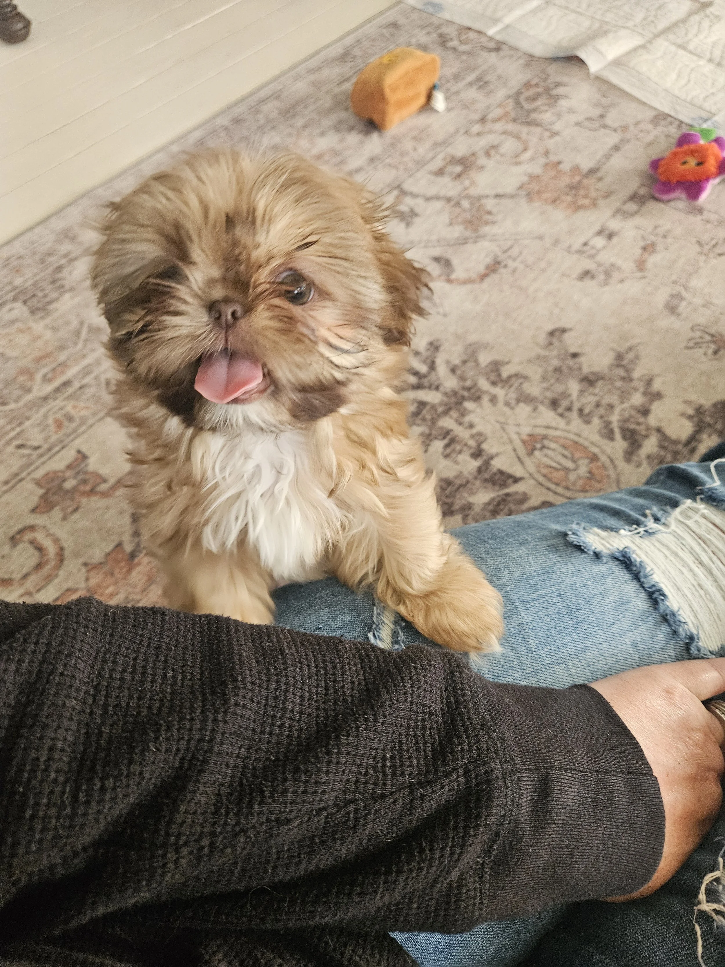 What Really Goes Into Raising a Luckie Puppy (It's More Than You Think)