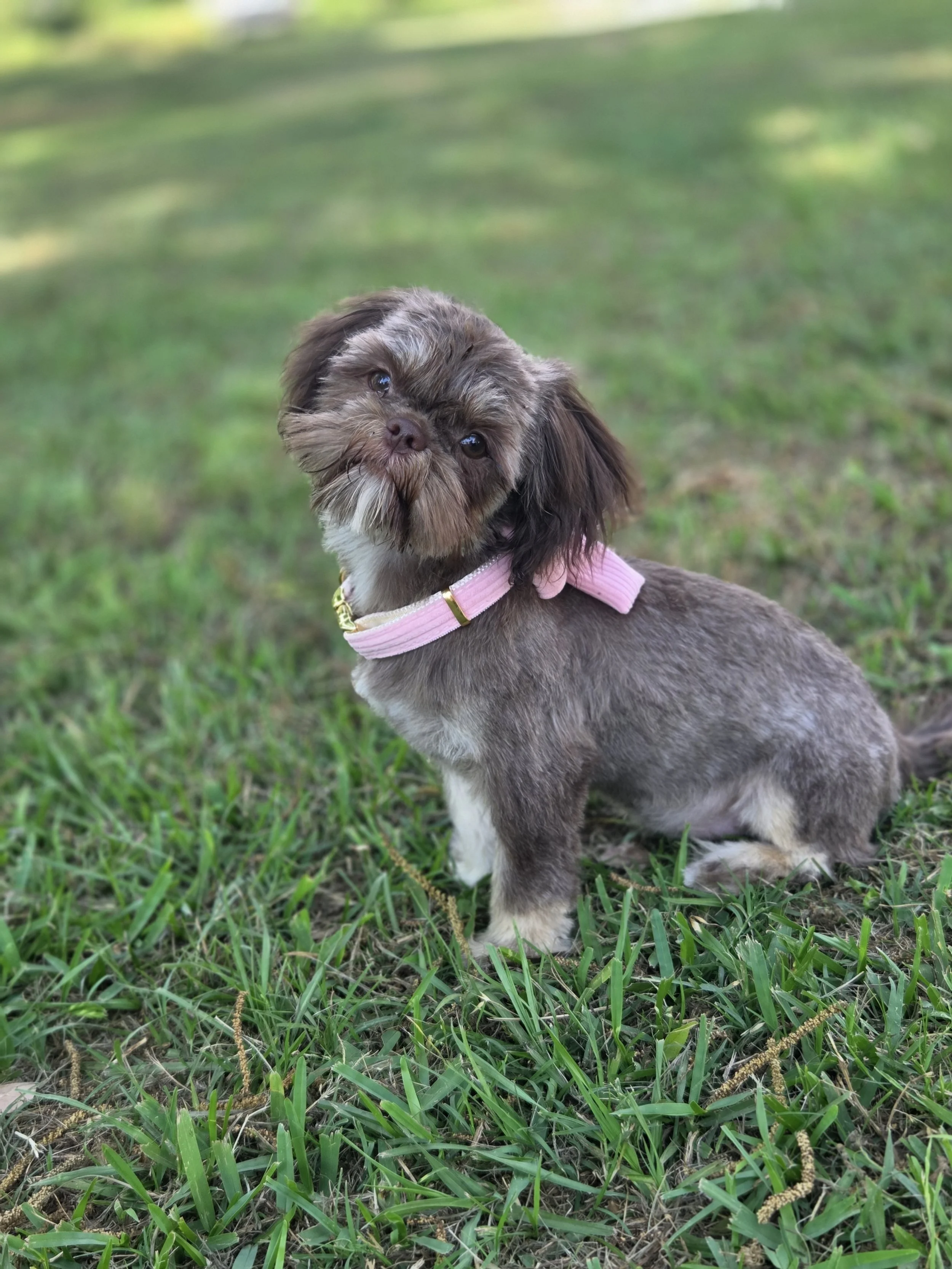 A small brown and white dog with a pink collar sits on grass, tilting its head slightly to the side and looking at the camera.