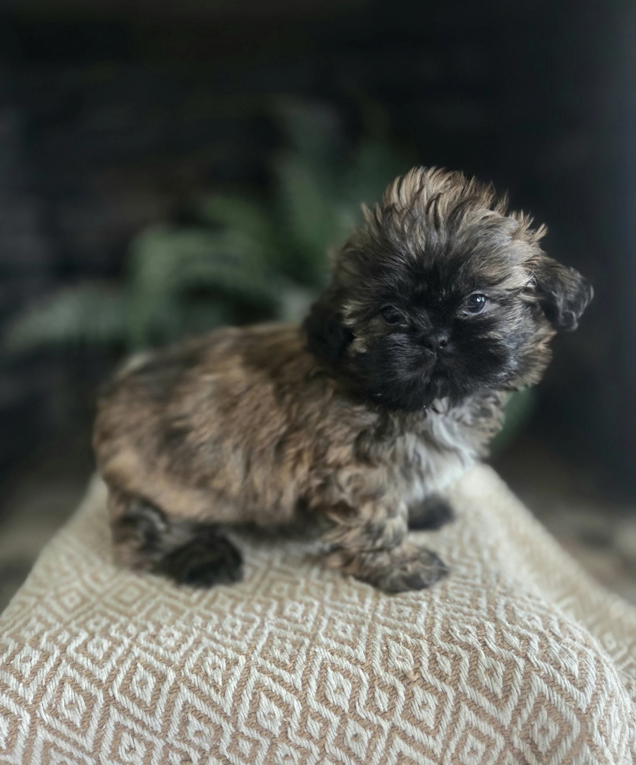 Small puppy with curly fur, sitting on a textured fabric surface, with a dark and blurry background.