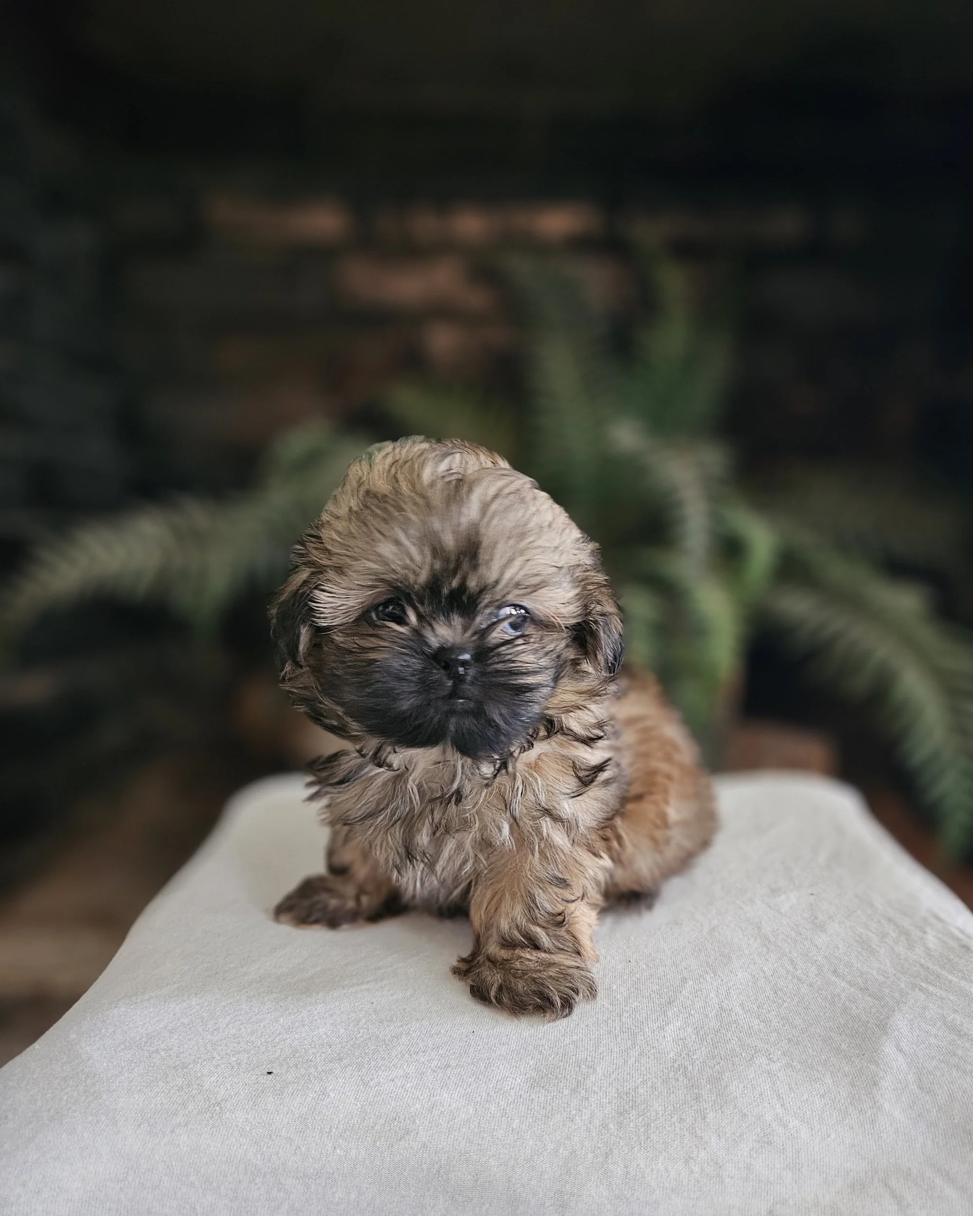 A small, fluffy puppy with light brown fur and darker face markings, sitting on a white surface with a blurred background of green plants.