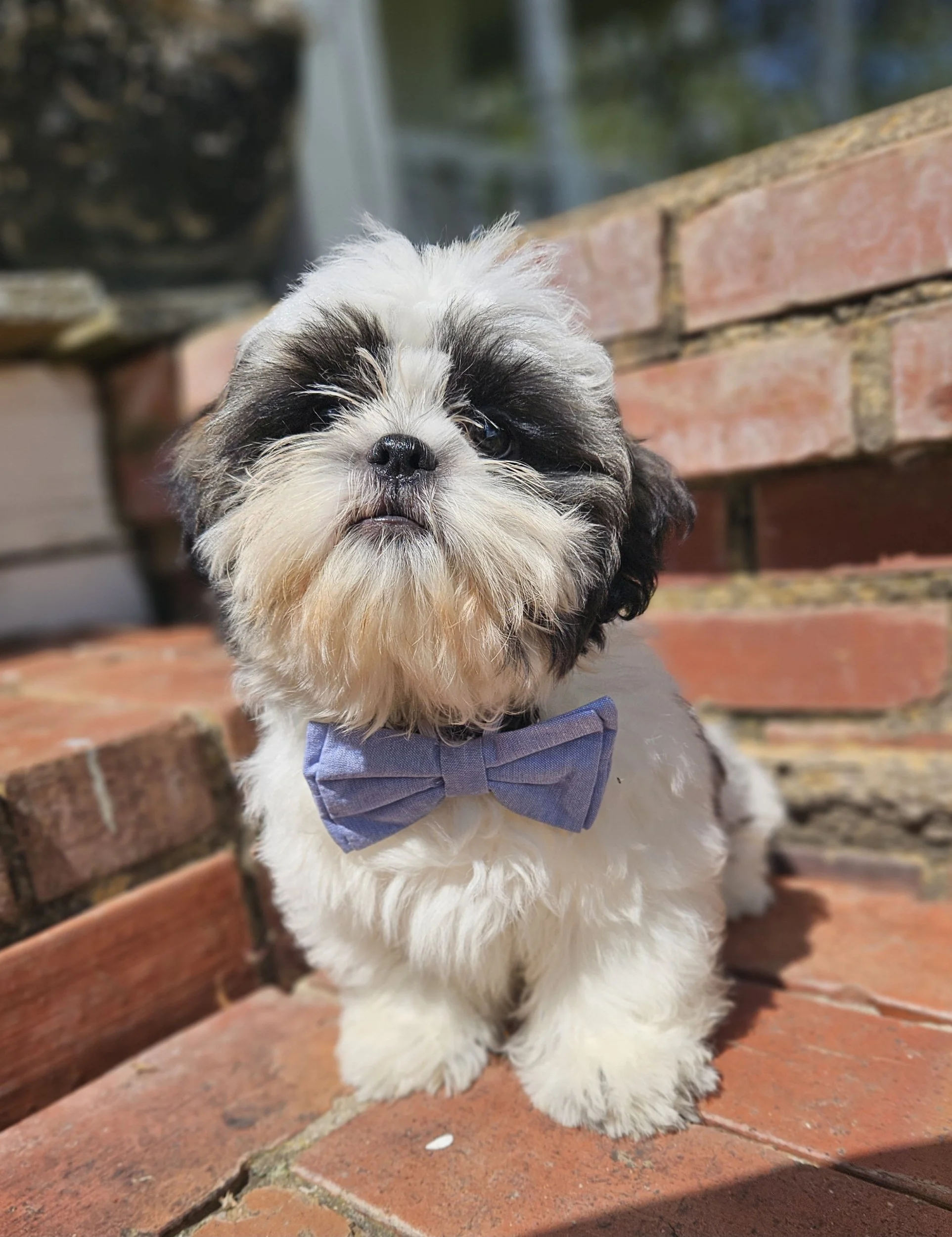 A cute black and white Shih Tzu puppy wearing a purple bow tie, sitting on a brick surface outdoors.