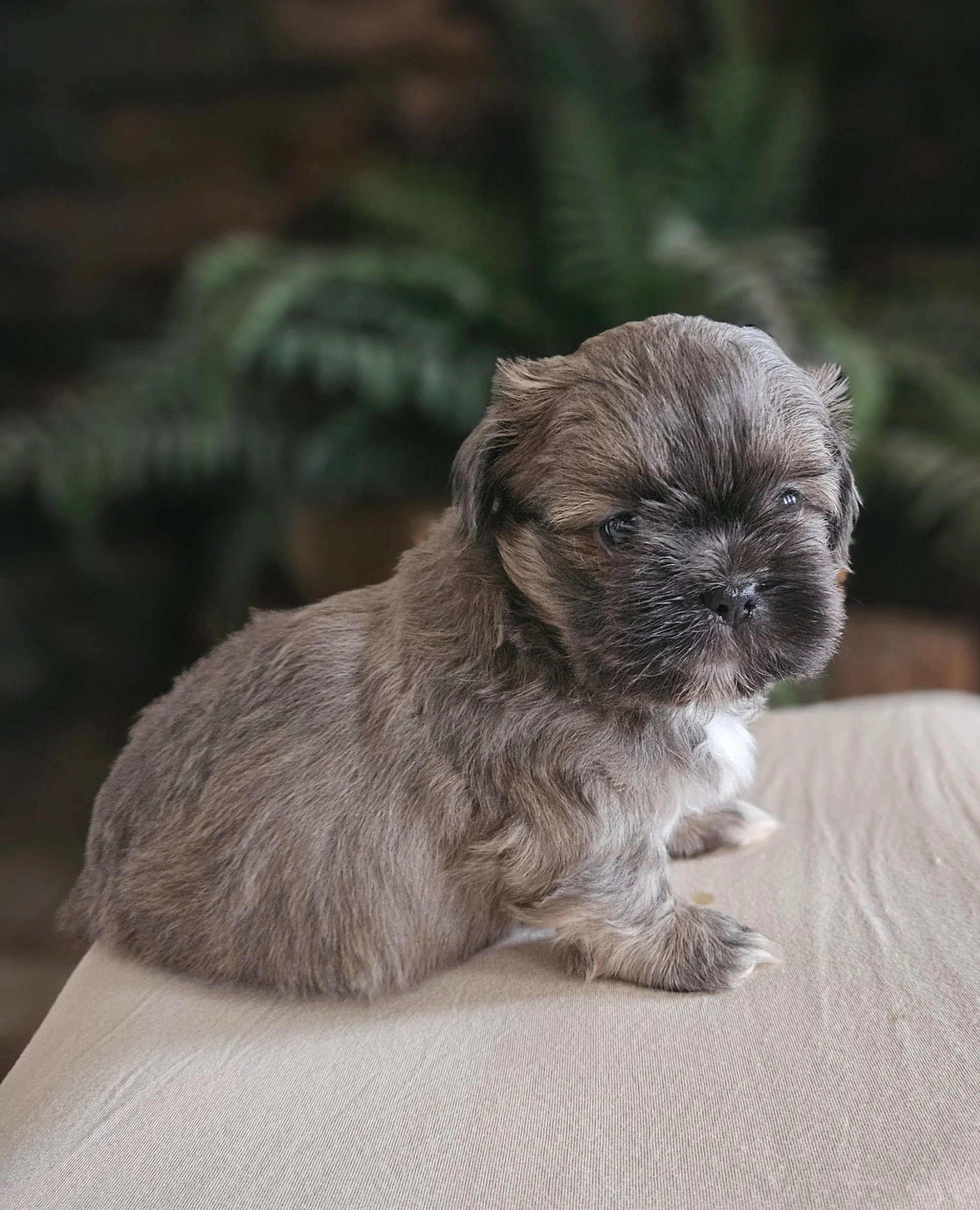 Calm, fluffy shih Tzu puppy raised in home in Georgia