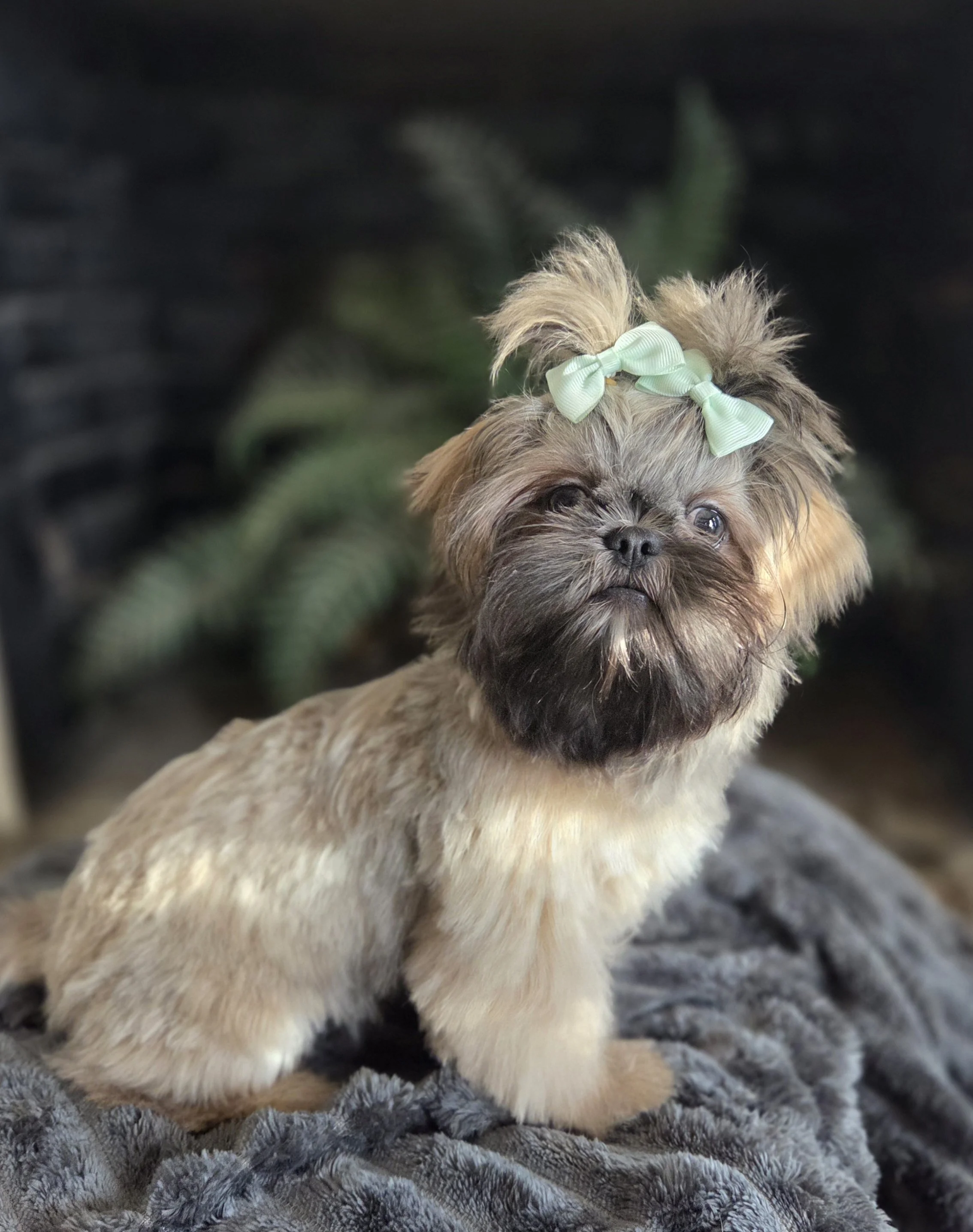 Close-up of Shih Tzu companion puppy with soft fur and gentle expression, raised in-home