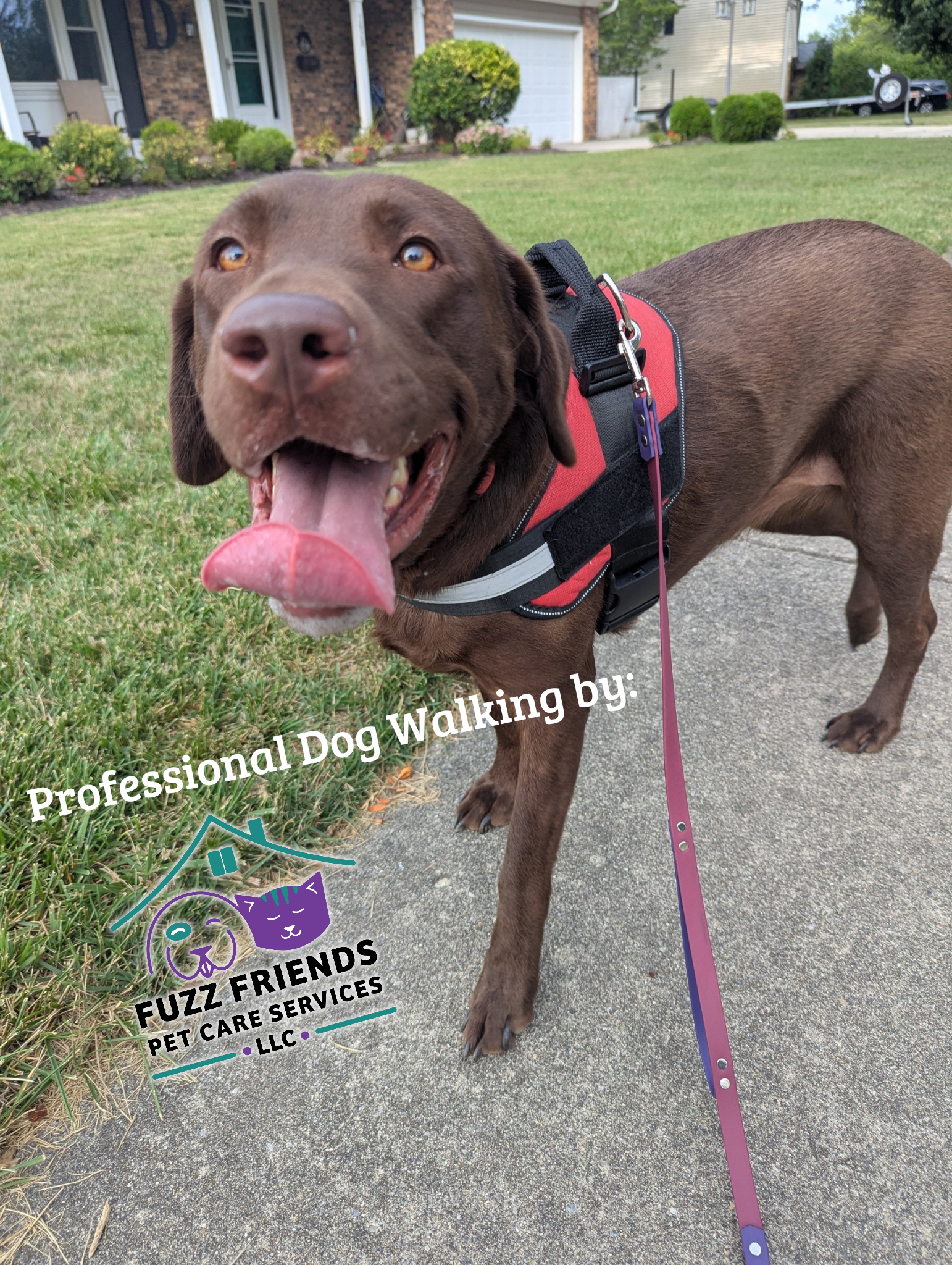 Simplifying Life for Busy Professionals: The Benefits of Hiring a Professional Dog Walker