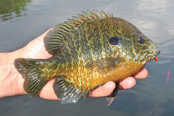 Fishing Spring Panfish — Fish Face Goods