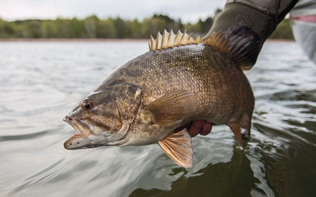 Prespawn Smallmouth Tactics — Fish Face Goods