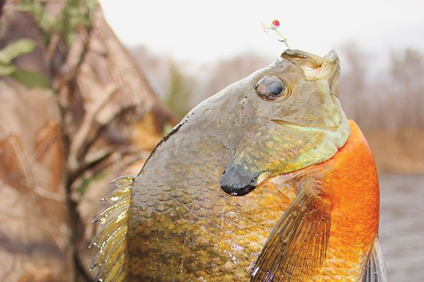 Finding Big Bluegill in Spring — Fish Face Goods