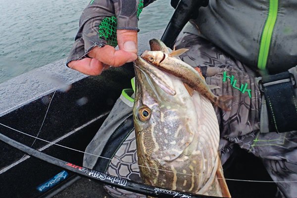 Catching Late Summer Pike on Live Bait — Fish Face Goods