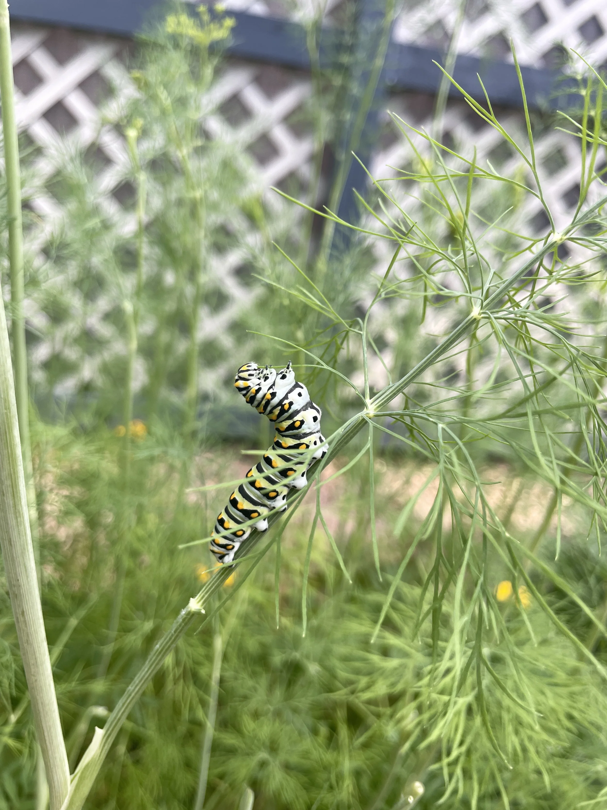 vegetable garden, dill with caterpillar eating