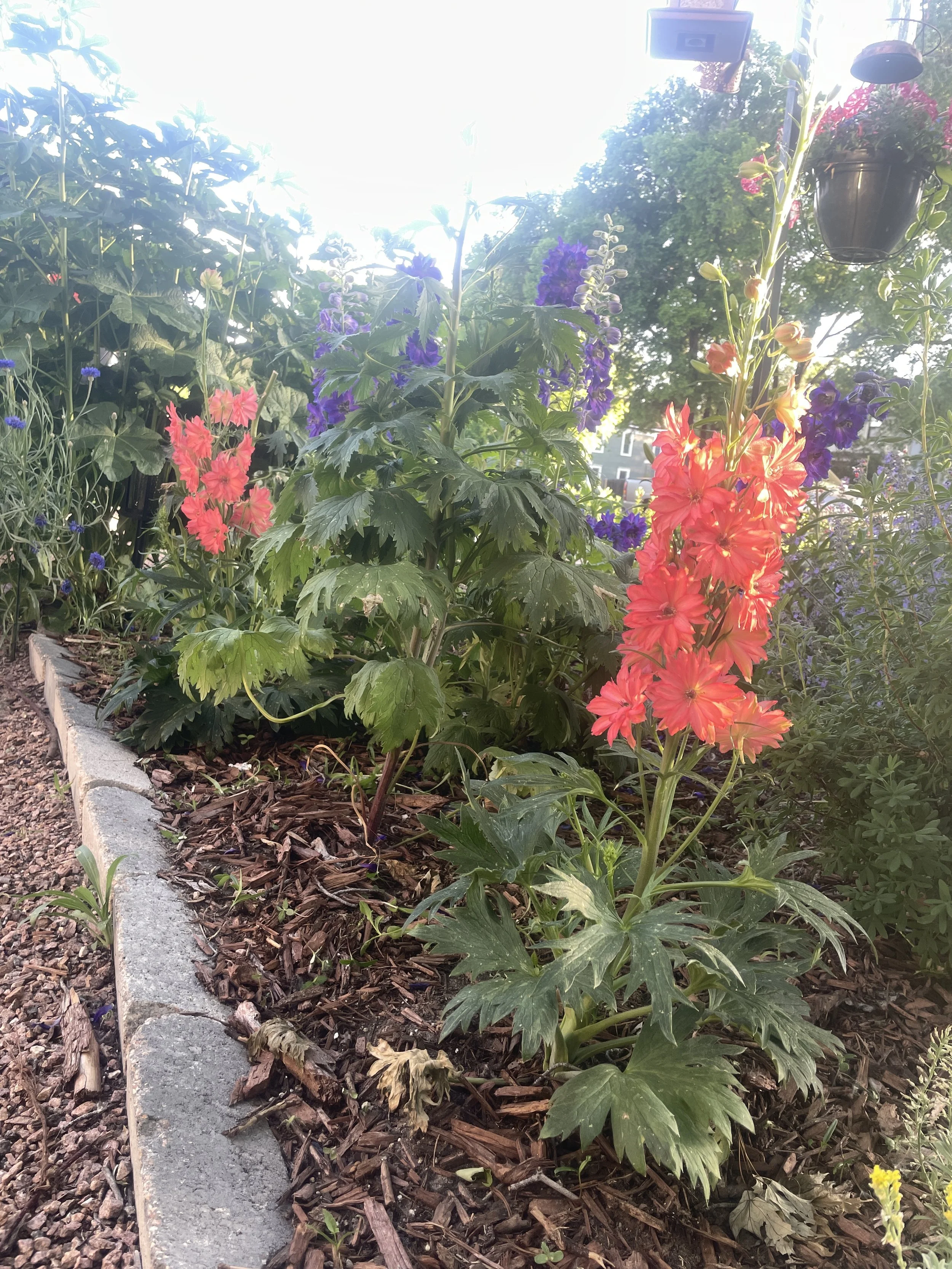 flower garden, gardening