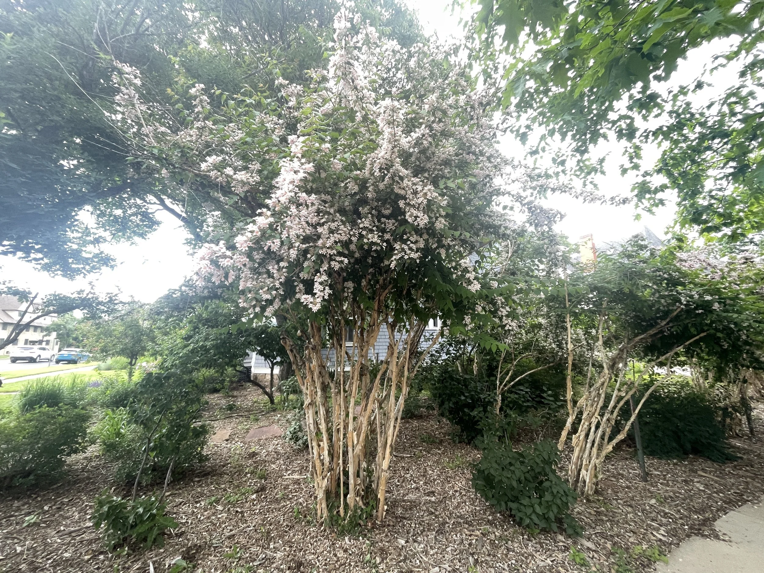 beauty bush, over 100 years old gardening maintenance